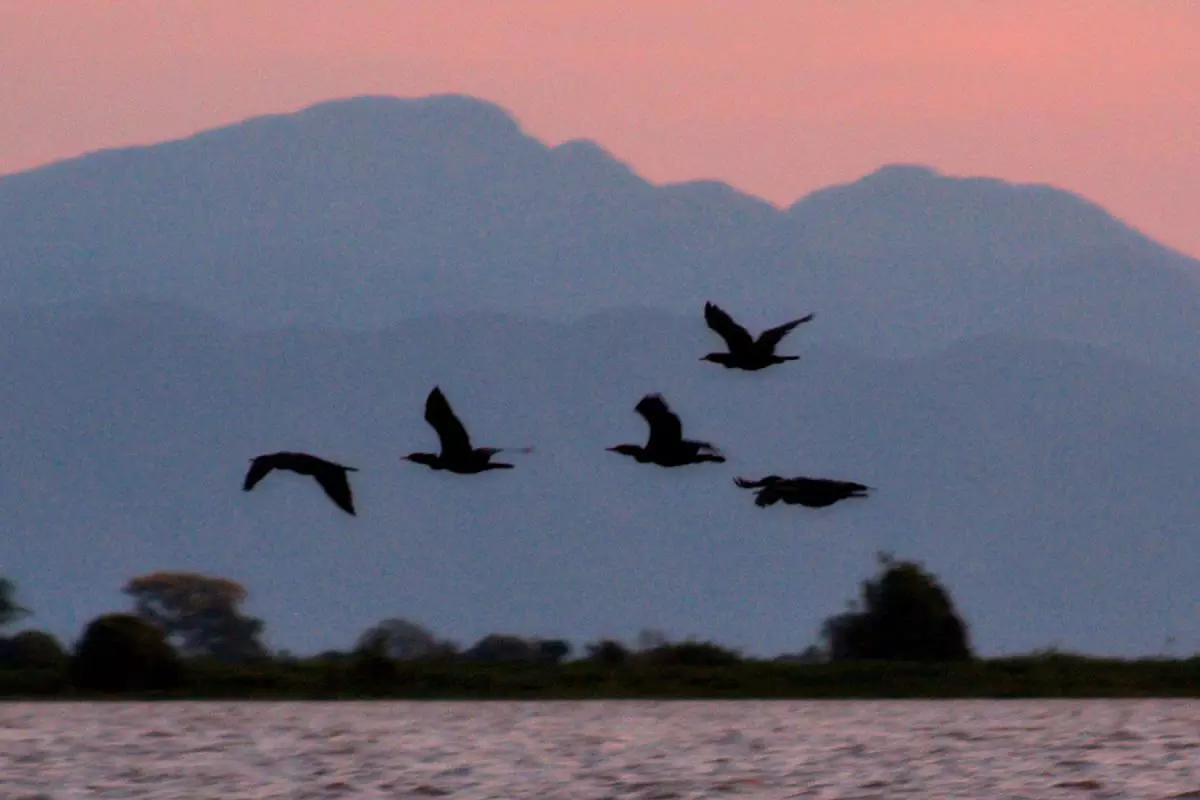 birds